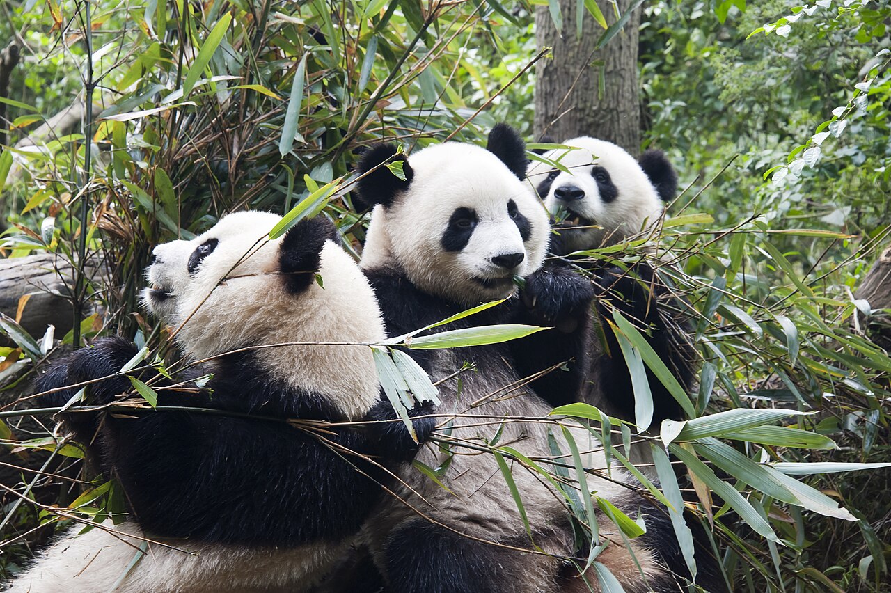 Three giant pandas at the Chengdu Research Base of Giant Panda Breeding